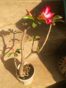 Adenium Desrt Rose Permanent Flowering Plant