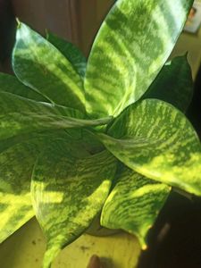 Snake Plant - Easy Indoor Plan