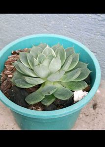 Echeveria
