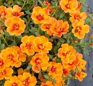 Beautiful rose moss flowesrs