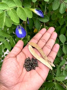 Blue🔷 Aparajita Flower Seeds