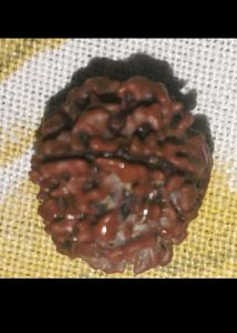 Rudraksha 6 and 9 mukhi combo