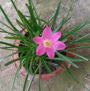 Rani Lily Plants