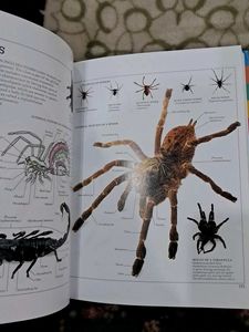 Visual Dictionary