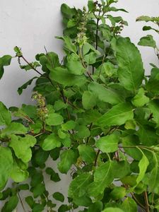 Dried Tulsi Plant Seeds