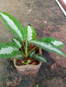 Aglaonema Silver Bay Plant