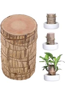Indoor Brazilian Wood Bamboo Seed Pack Of 2