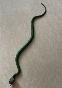 Snake Toy