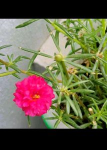 Table Rose🌹💐