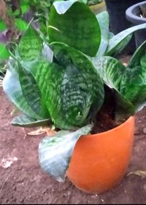 Succulent Arrangement