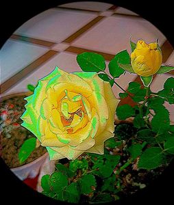 Yellow Rose Plant