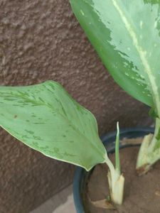 Combo Water Lily + 3 Plant Free