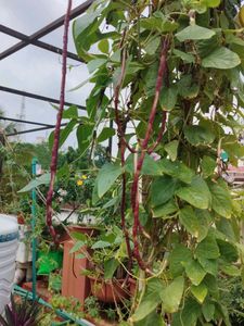 Purple Foot Long Beans Seeds