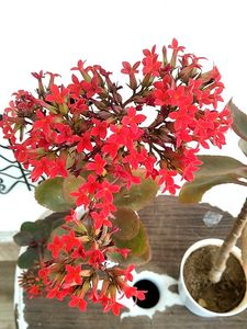 2 Kalaonchoe Plant With Pot