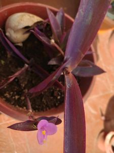 Purple Heart Cuttings