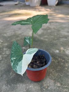 Plants