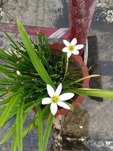 White Lily Bulb
