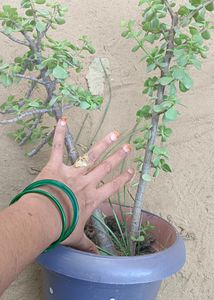 Bonsai Jate Plants Healthy Any One Item Delivered