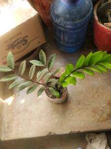 Big Size Zzzzzz Plant With Root Very Healthy