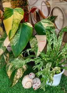 Variegated Philodendron strawberry shake Plant