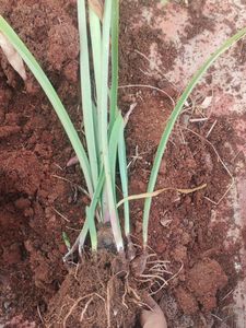 Taro Plant Starter