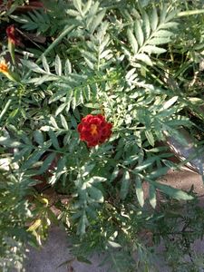 Maroon Marigold Sseds