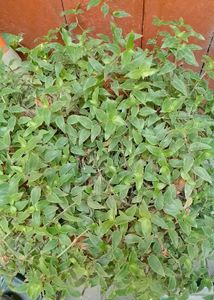 Wandering Dude Plant Turtle Wine