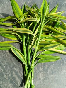 Six Lucky Bamboo Stick 2ft
