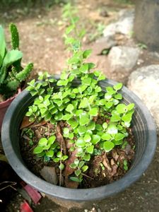 5 Set Of Very Healthy Plants