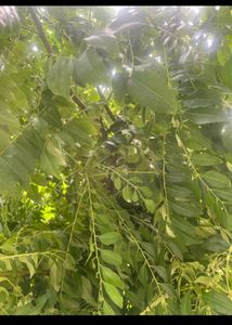 Curry Leaves 300gm.🌿🌿