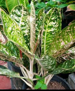 Aglonema Set