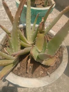Aloevera Leafs With Freebie