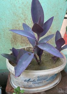 5 Live Plant Cuttings