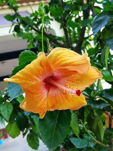 Red And Orange Hibiscus Cutting Saplings