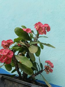 Cactus Flower Plant 🌵