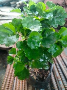 3 Plants For Listed Price