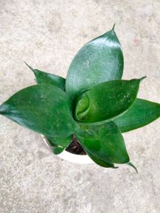 Sansevierias Combo