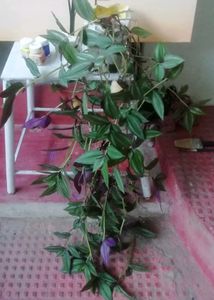 Pack 2 Arrowhead Zabronics plantS