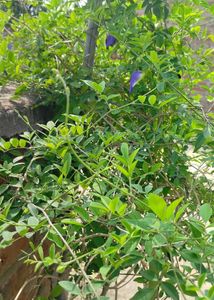 Aparjita Plant Seeds Pack Of 5 Seed