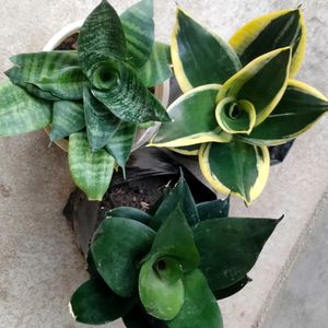 Big Size Dwarf Varieties (3 Different Variety)