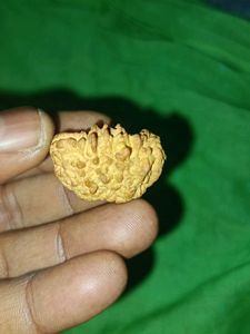 Himalaya 1 Mukhi Half Moon Rudraksha