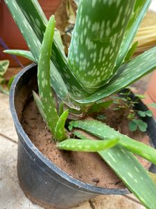 Baby Aloe Vera Plant