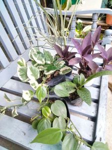 Indoor Plant Variety Pack