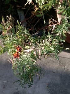 Maroon Marigold Sseds