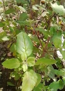 Combo of two Plant (Tulsi)And(Alovera) In One Pack