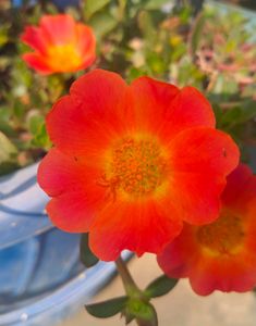 Purslane X