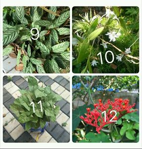 You Can Select 10 Live Root Plants