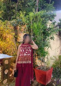 wine Embroidered sharara Set