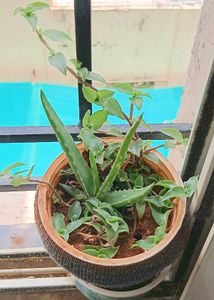 Aloe vera pup and Turtle vine