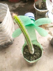 Price DropMega Combo 5 Type Semi Scullent Plant
